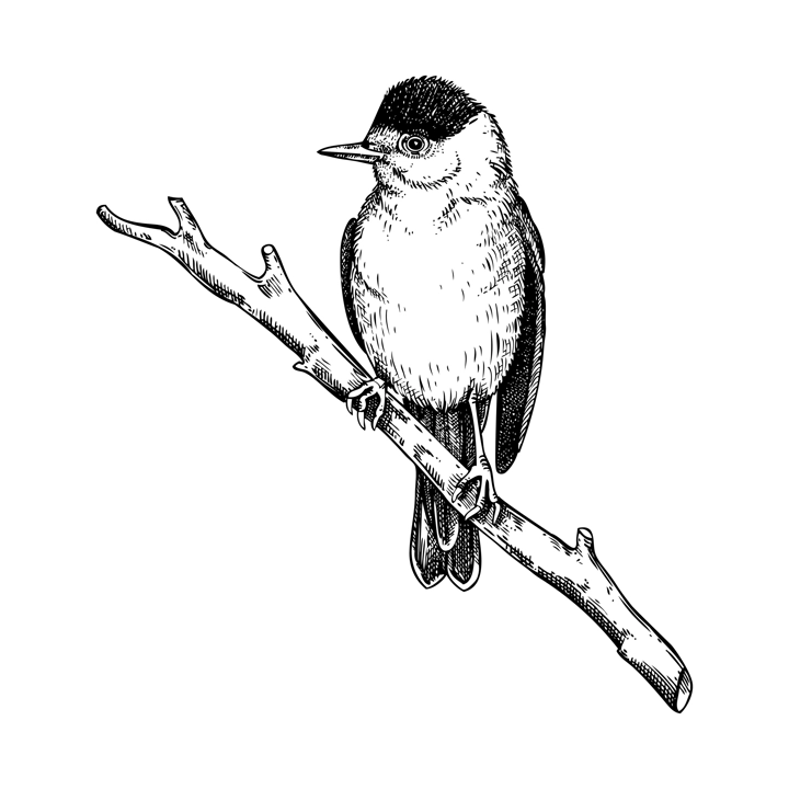 Black-cap bird vector sketch. Hand drawn wildlife illustration. Passerine bird in engraved style. NOT AI generated